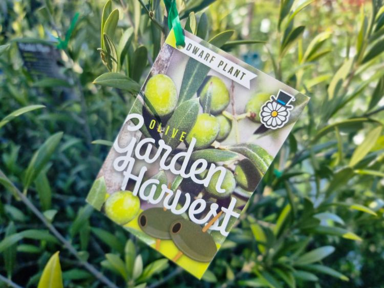 Olea europaea Garden Harvest. Common name - Dwarf Olive