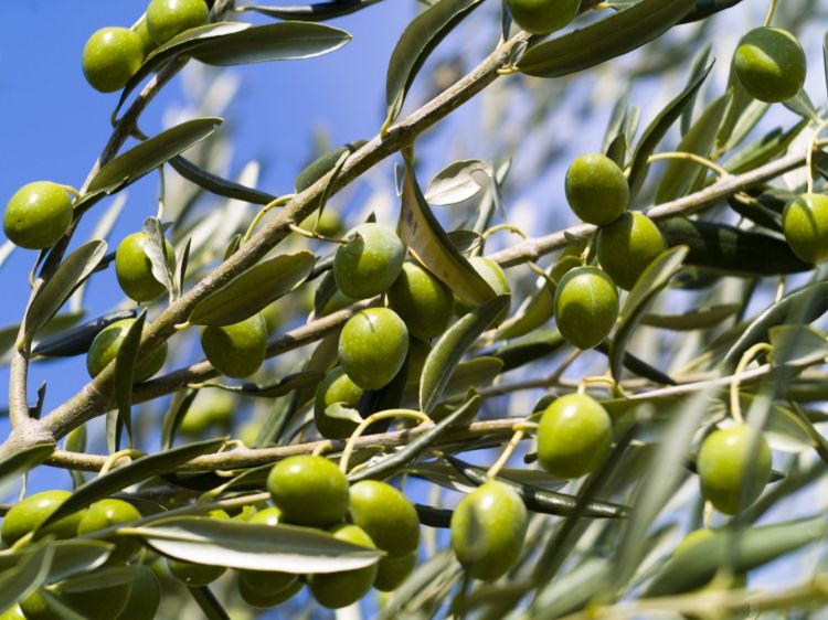 Olea europaea Garden Harvest. Common name - Dwarf Olive