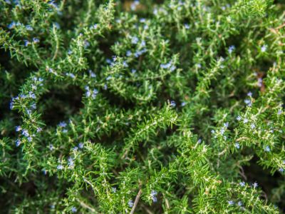 Rosmarinus officinalis Prostrata. Common name - Prostrate Rosemary