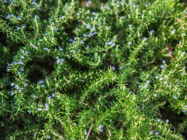 Rosmarinus officinalis Prostrata. Common name - Prostrate Rosemary
