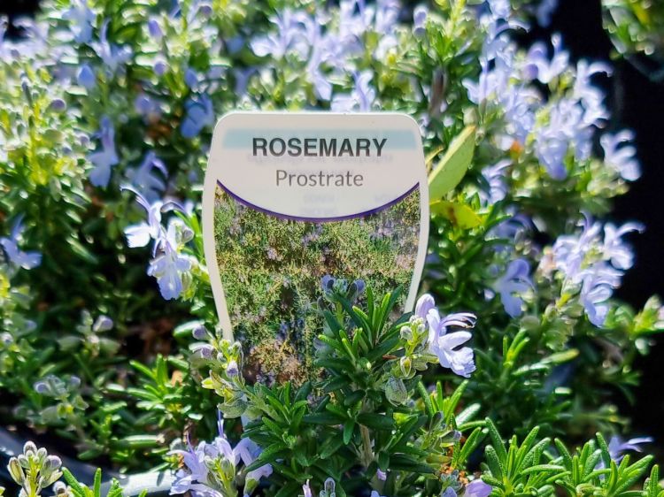 Rosmarinus officinalis Prostrata. Common name - Prostrate Rosemary