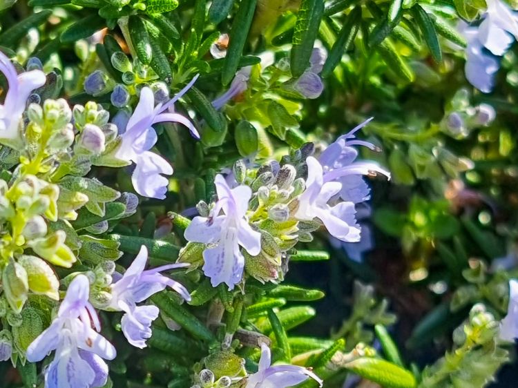 Rosmarinus officinalis Prostrata. Common name - Prostrate Rosemary