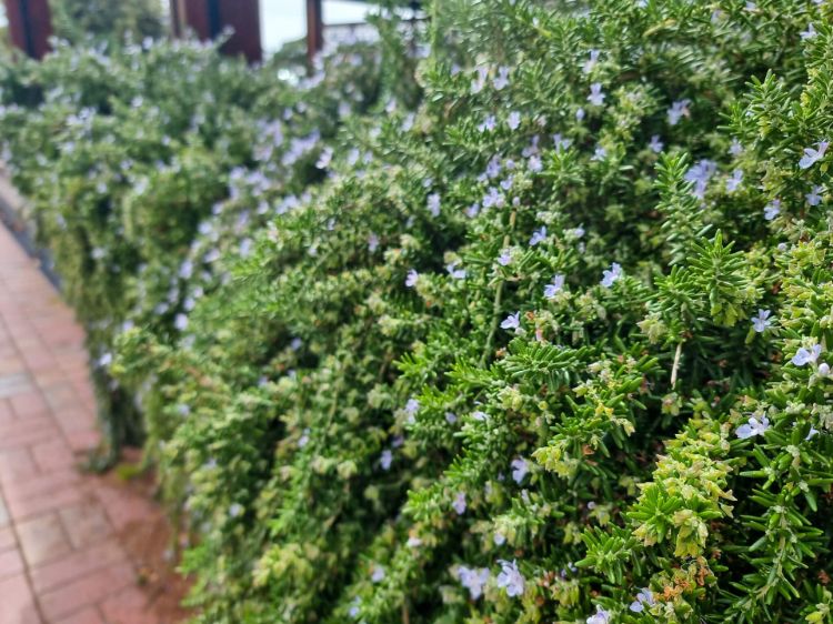 Rosmarinus officinalis Prostrata. Common name - Prostrate Rosemary