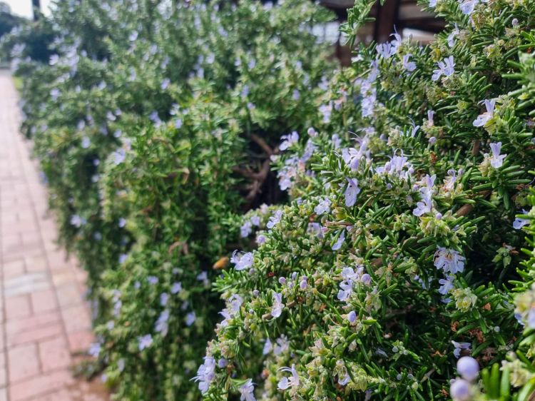 Rosmarinus officinalis Prostrata. Common name - Prostrate Rosemary