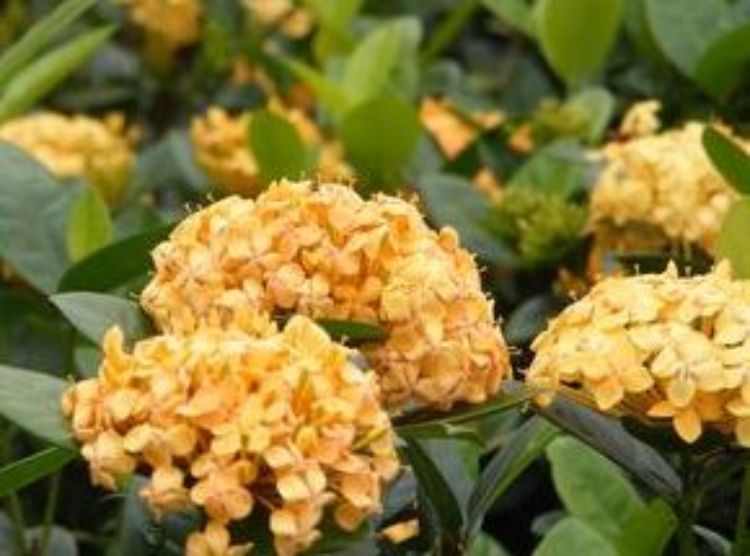 Ixora coccinea Gold Fire. Common name - Jungle Geranium, Jungle Flame, Flame of the Woods