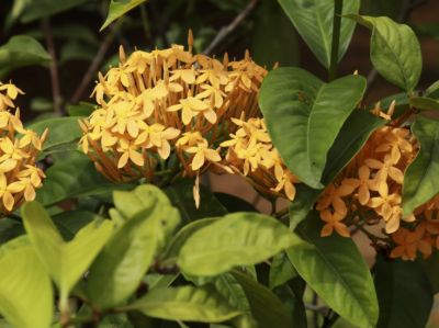 Ixora coccinea Gold Fire. Common name - Jungle Geranium, Jungle Flame, Flame of the Woods
