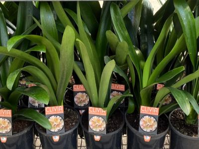 Clivia miniata European Peach.  Common Name - Kaffir Lily, Bush Lily, Natal Lily.