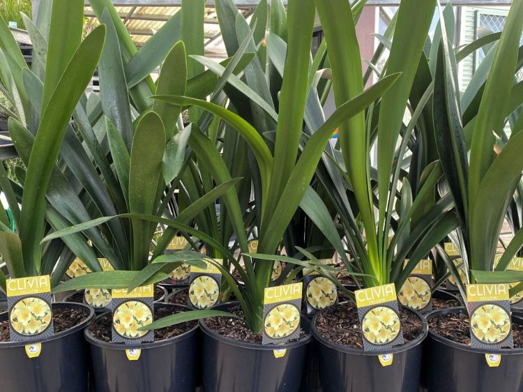 Clivia miniata Yellow. Common name - Kaffir Lily, Bush Lily, Natal Lily