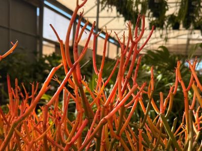 Euphorbia tirucalli Firesticks. Common name - Sticks on Fire, Fire Sticks, Succulent