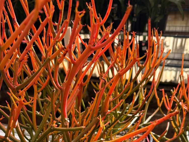 Euphorbia tirucalli Firesticks. Common name - Sticks on Fire, Fire Sticks, Succulent