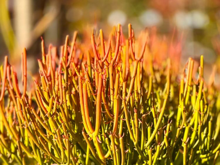 Euphorbia tirucalli Firesticks. Common name - Sticks on Fire, Fire Sticks, Succulent
