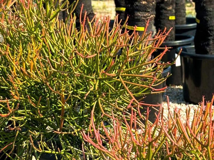 Euphorbia tirucalli Firesticks. Common name - Sticks on Fire, Fire Sticks, Succulent