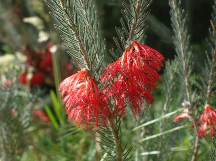 Calothamnus quadrifidus. Common name - One Sided Bottlebrush