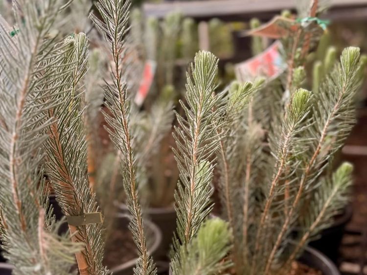 Calothamnus quadrifidus. Common name - One Sided Bottlebrush