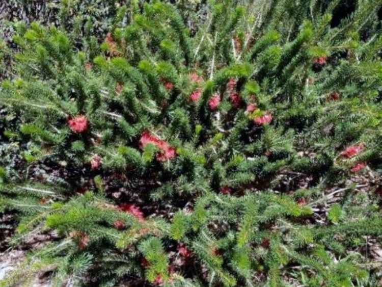 Calothamnus quadrifidus. Common name - One Sided Bottlebrush