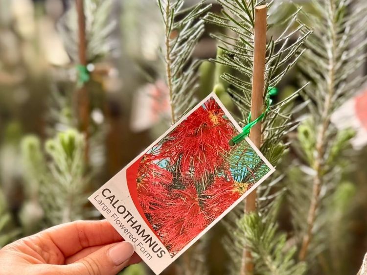 Calothamnus quadrifidus. Common name - One Sided Bottlebrush
