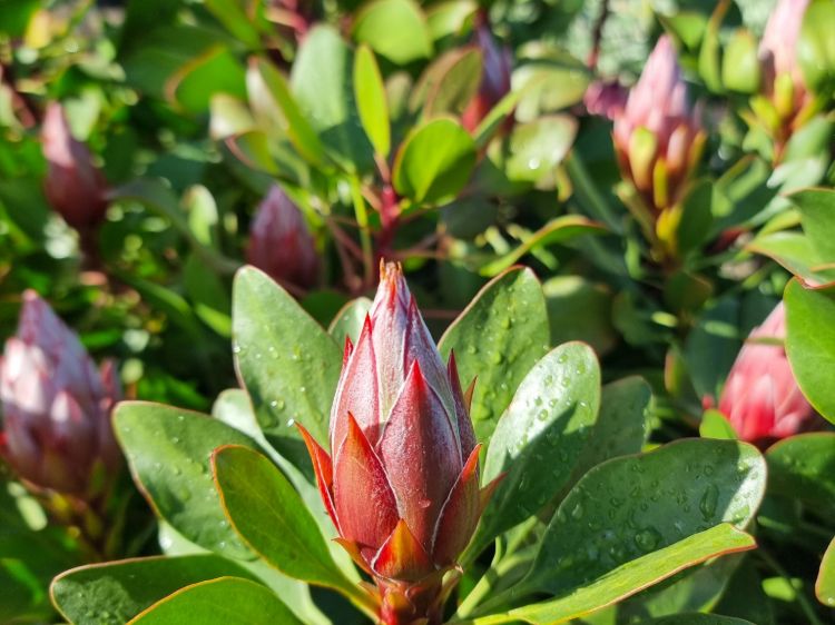 Protea cynaroides Little Prince. Common name - King Protea, Sugarbush