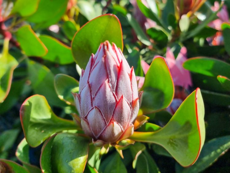 Protea cynaroides Little Prince. Common name - King Protea, Sugarbush