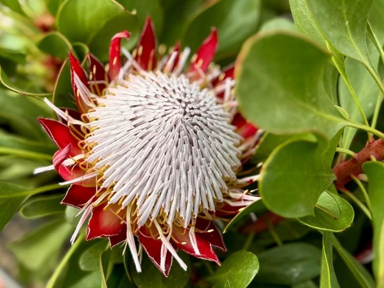 Protea cynaroides Little Prince. Common name - King Protea, Sugarbush