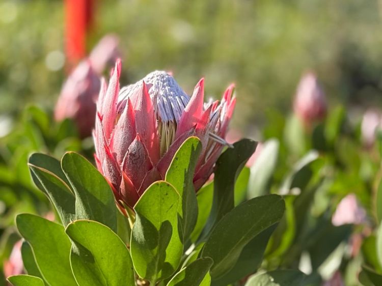 Protea cynaroides Little Prince. Common name - King Protea, Sugarbush