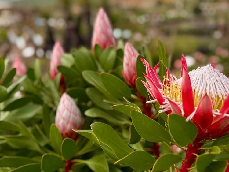 Protea cynaroides Little Prince. Common name - King Protea, Sugarbush