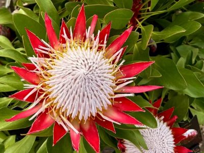 Protea cynaroides Little Prince. Common name - King Protea, Sugarbush