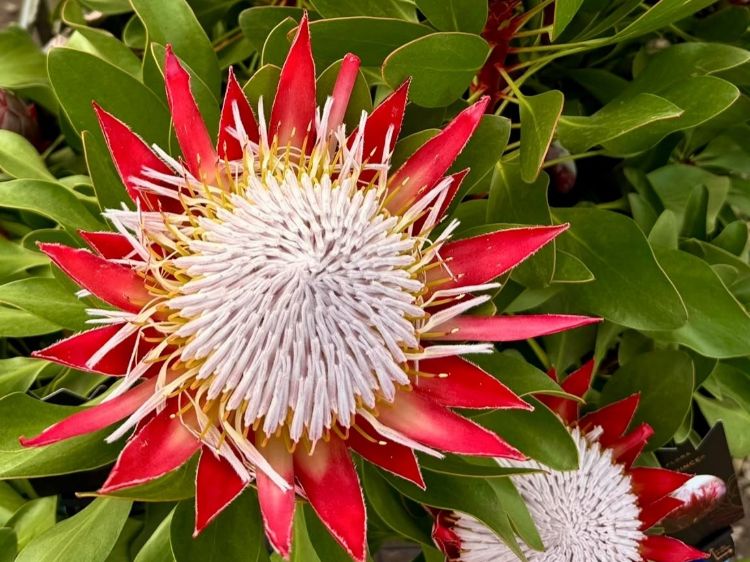 Protea cynaroides Little Prince. Common name - King Protea, Sugarbush