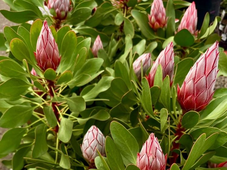 Protea cynaroides Little Prince. Common name - King Protea, Sugarbush