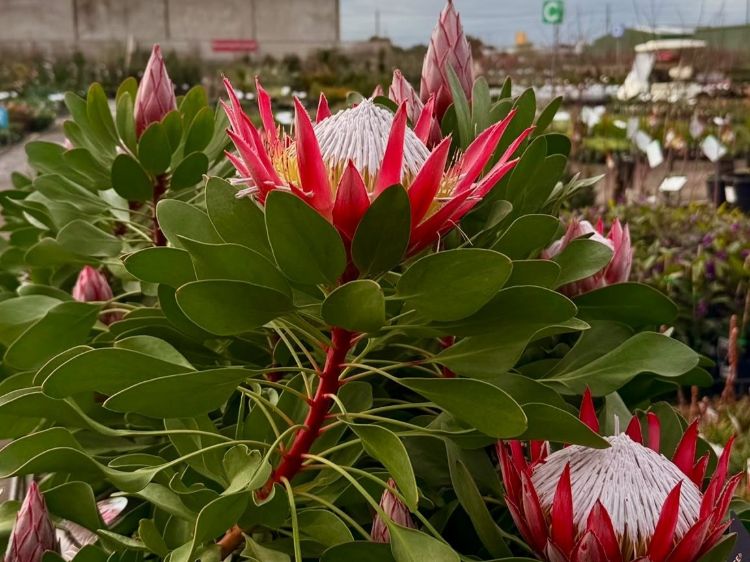 Protea cynaroides Little Prince. Common name - King Protea, Sugarbush