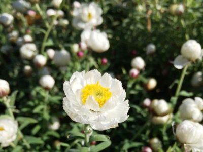 Rhodanthe anthemoides. Common name - Paper Daisy, Chamomile Sunray