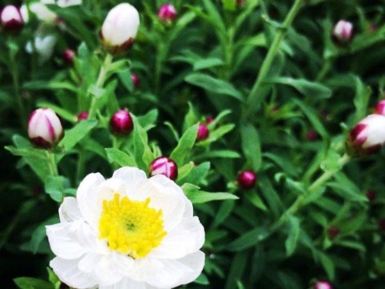 Rhodanthe anthemoides. Common name - Paper Daisy, Chamomile Sunray