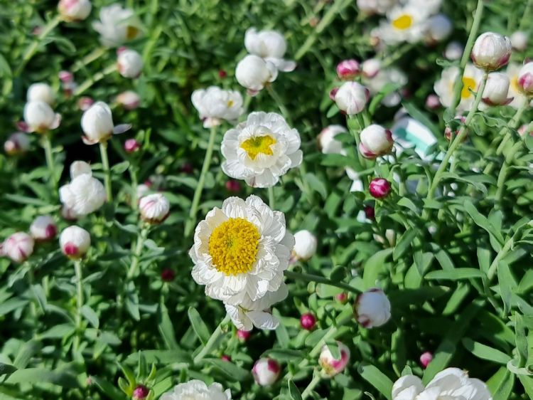 Rhodanthe anthemoides. Common name - Paper Daisy, Chamomile Sunray