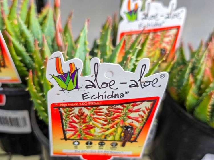Aloe hybrida Echidna. Common name - LEO6562A, Succulent