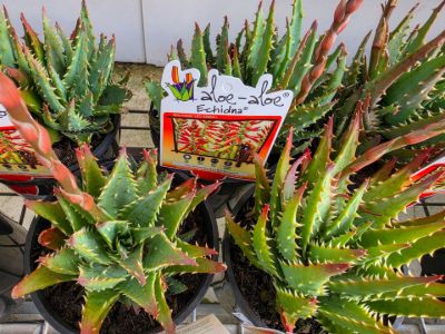 Aloe hybrida Echidna. Common name - LEO6562A, Succulent