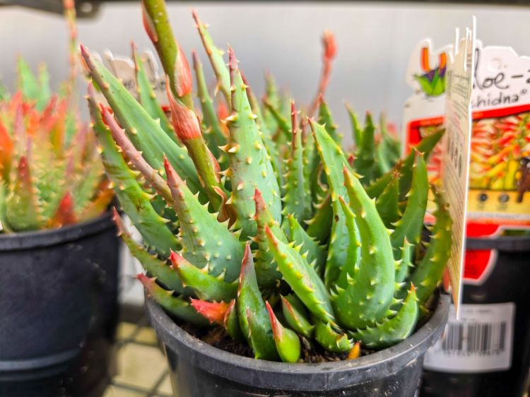 Aloe hybrida Echidna. Common name - LEO6562A, Succulent