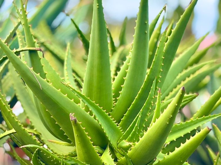 Aloe hybrida Ivory Tower. Common name - LEO3917, Succulent