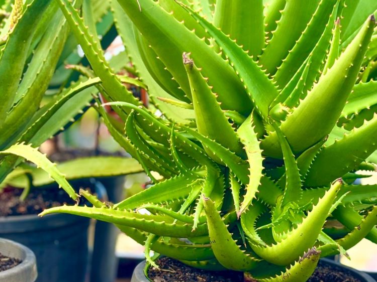 Aloe hybrida Ivory Tower. Common name - LEO3917, Succulent
