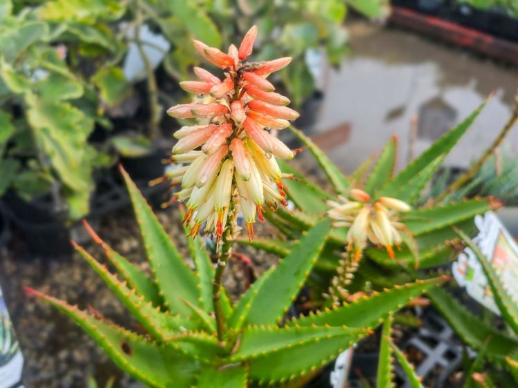 Aloe hybrida Ivory Tower. Common name - LEO3917, Succulent