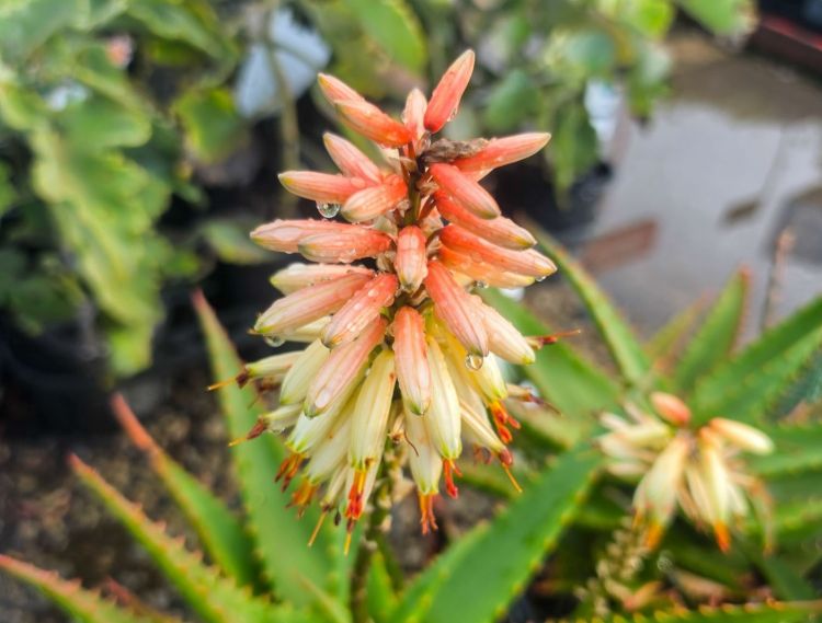 Aloe hybrida Ivory Tower. Common name - LEO3917, Succulent