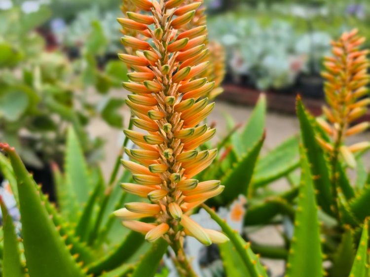 Aloe hybrida Ivory Tower. Common name - LEO3917, Succulent