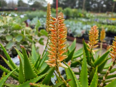 Aloe hybrida Ivory Tower. Common name - LEO3917, Succulent