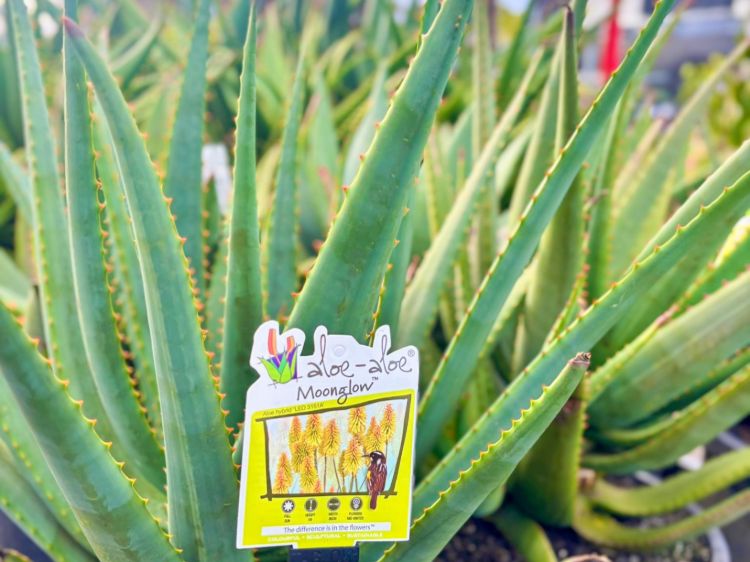Aloe hybrida Moonglow. Common name - Succulent