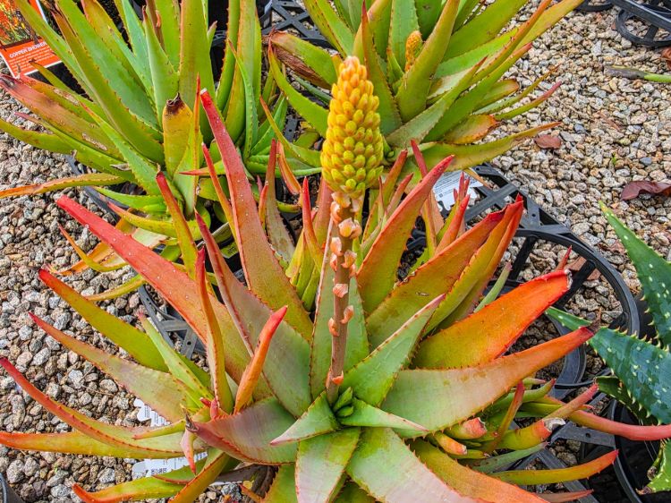 Aloe hybrida Moonglow. Common name - Succulent