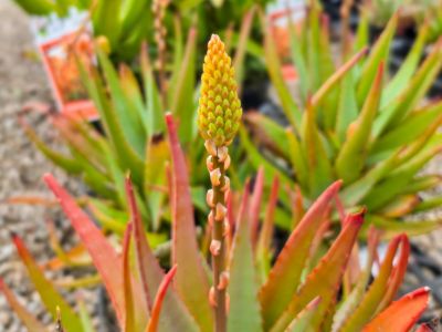 Aloe hybrida Moonglow. Common name - Succulent