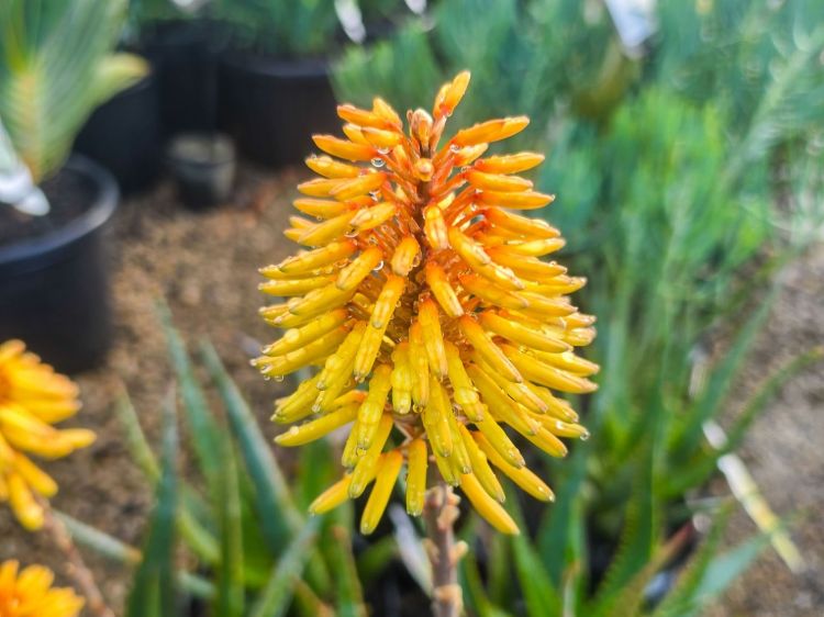 Aloe hybrida Moonglow. Common name - Succulent