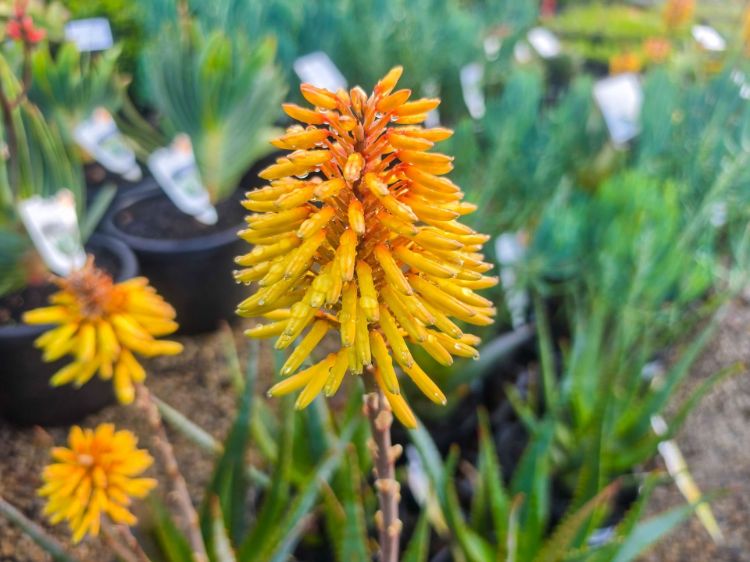 Aloe hybrida Moonglow. Common name - Succulent