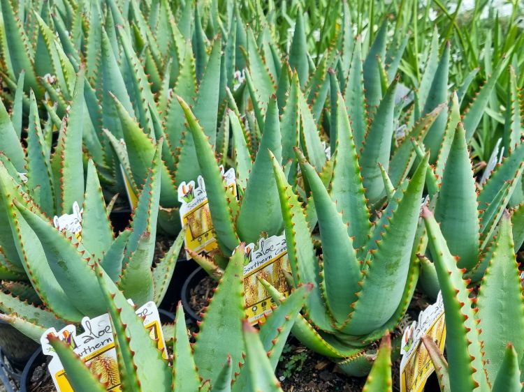Aloe hybrida Southern Cross PBR. Common name - Succulent
