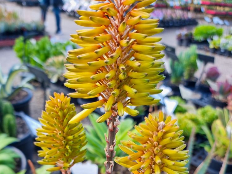 Aloe hybrida Southern Cross PBR. Common name - Succulent