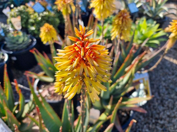 Aloe hybrida Southern Cross PBR. Common name - Succulent