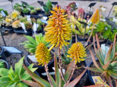 Aloe hybrida Southern Cross PBR. Common name - Succulent